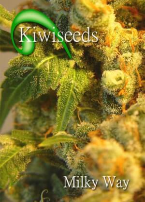 Milky Way Kiwi 